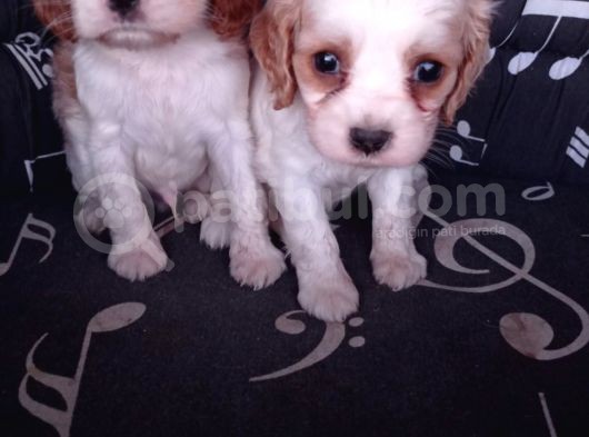 Cavalier King Charles Yavrularımız görsel