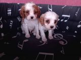 Cavalier King Charles Yavrularımız