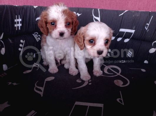 Cavalier King Charles Yavrularımız