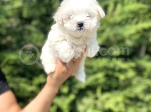 Orji̇nal Maltese Terri̇er Bebekler