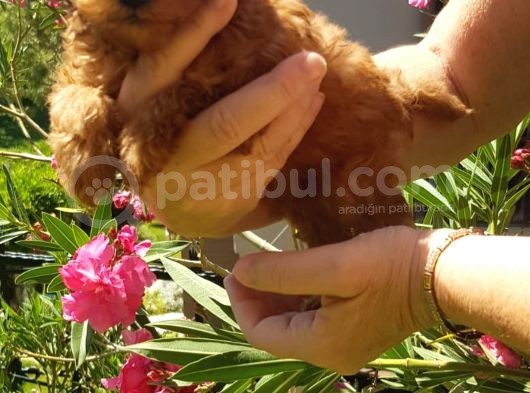 Di̇şi̇ Teacup Toy Poodle Yavrumuz görsel