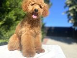 Aşilari Tam Toy Boy Poodle Oğlumuz