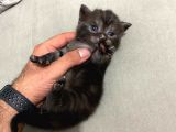 British Shorthair Black Ve Blackgolden Yavrular