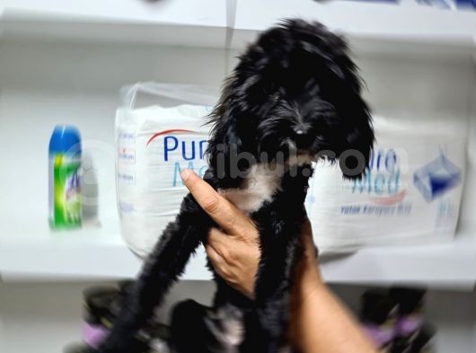 Erkek Parti̇ Color Malti̇poo Yavrumuz görsel