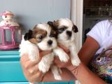 Mükemmel Shih Tzu Bebekler