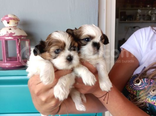 Mükemmel Shih Tzu Bebekler görsel