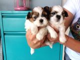 Mükemmel Shih Tzu Bebekler