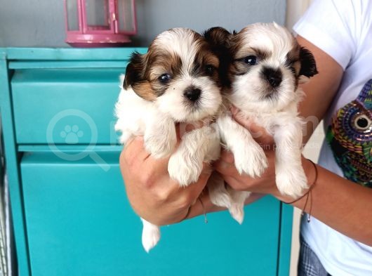 Mükemmel Shih Tzu Bebekler görsel