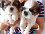 Mükemmel Shih Tzu Bebekler