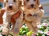 Mükemmel Maltipoo Yavrularimiz