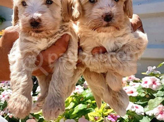 Mükemmel Maltipoo Yavrularimiz görsel