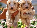 Mükemmel Maltipoo Yavrularimiz