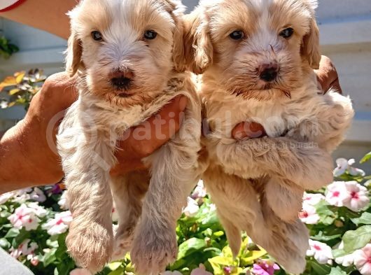 Mükemmel Maltipoo Yavrularimiz