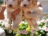 Mükemmel Maltipoo Yavrularimiz