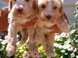 Mükemmel Maltipoo Yavrularimiz