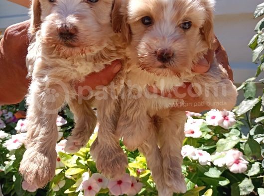 Mükemmel Maltipoo Yavrularimiz görsel