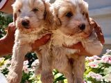 Mükemmel Maltipoo Yavrularimiz