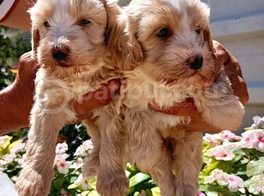 Mükemmel Maltipoo Yavrularimiz görsel
