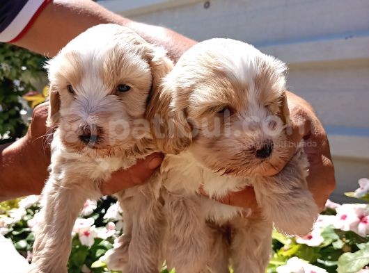 Mükemmel Maltipoo Yavrularimiz görsel