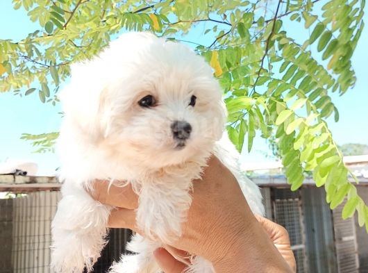 Maltese Kız Bebek görsel
