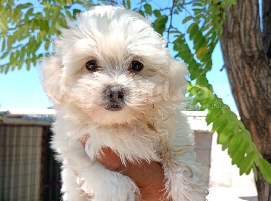 Maltese Kız Bebek görsel
