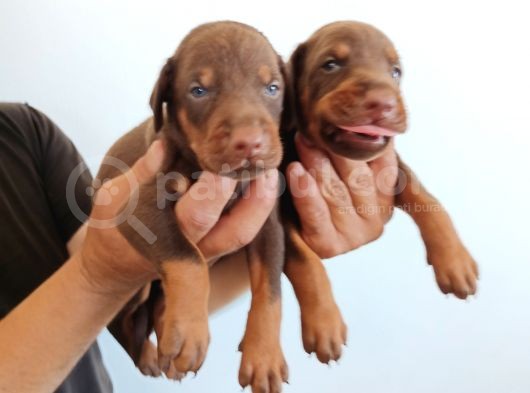 King Doberman Safkan Kızıl/Siyah Yavrularımız görsel