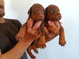King Doberman Safkan Kızıl/Siyah Yavrularımız