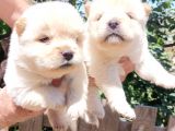 Ayı Surat Mükemmel Chow Chow Bebekler