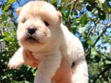 Ayı Surat Mükemmel Chow Chow Bebekler