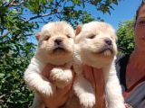 Ayı Surat Mükemmel Chow Chow Bebekler