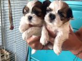 Mükemmel Shih Tzu Bebekler