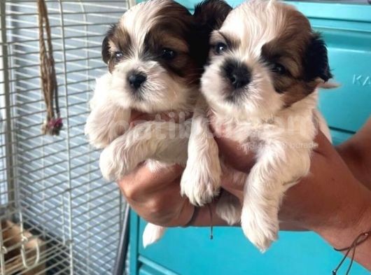 Mükemmel Shih Tzu Bebekler görsel