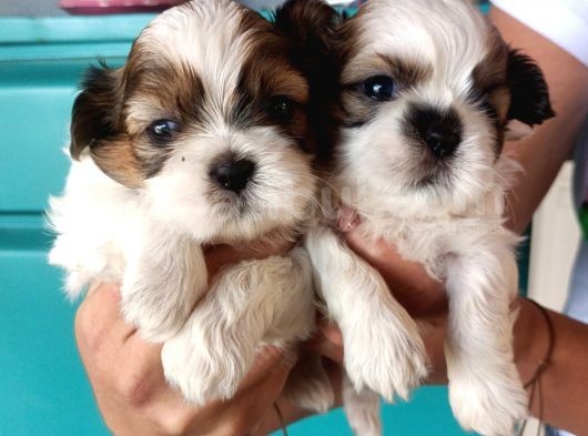 Mükemmel Shih Tzu Bebekler görsel