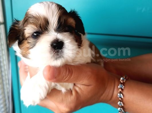 Mükemmel Shih Tzu Bebekler görsel