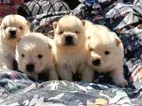 Ayı Surat Mükemmel Chow Chow Bebekler
