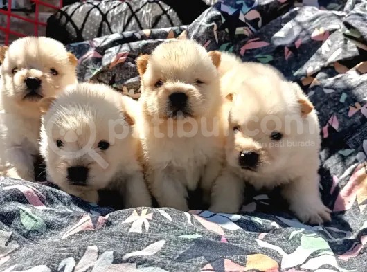 Ayı Surat Mükemmel Chow Chow Bebekler görsel