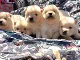 Ayı Surat Mükemmel Chow Chow Bebekler