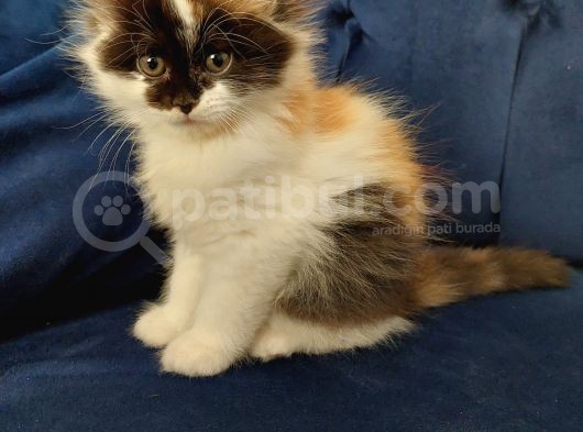 2 Aylık Chinchilla Yavrularımız Sahiplendirilecektir görsel