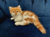 2 Aylık Chinchilla Yavrularımız Sahiplendirilecektir