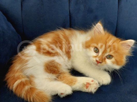 2 Aylık Chinchilla Yavrularımız Sahiplendirilecektir görsel