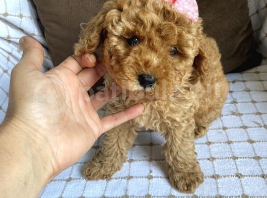 Toy Poodle Bebekleri̇ görsel