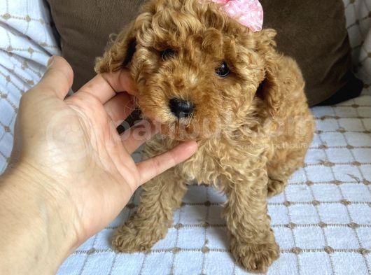 Toy Poodle Bebekleri̇ görsel