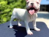 Mavi̇ Gözlü French Bulldog Bebeği̇mi̇z Özel