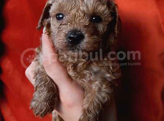 Toypoodle Bebekler görsel