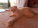 Yetişkin Erkek Scottish Fold Kedi