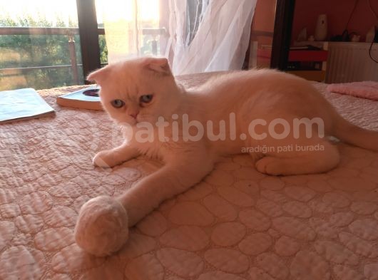 Yetişkin Erkek Scottish Fold Kedi görsel