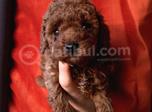 Toypoodle Bebekler görsel