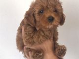 Poodle Ayarinda Malti̇po