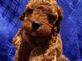 Toypoodle Bebekler