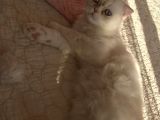 Yetişkin Erkek Scottish Fold Kedi